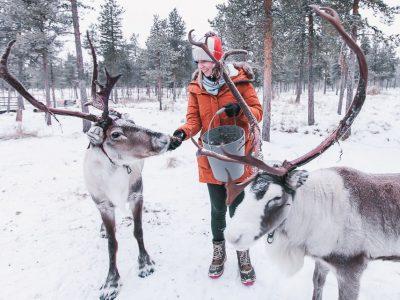 reindeer lodge nutti sami siida sweden