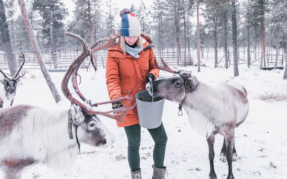 reindeer lodge nutti sami siida sweden