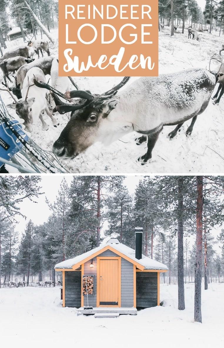 Reindeer Lodge in Kiruna, Sweden: an Airbnb where you can stay in a cabin with reindeer in Swedish Lapland