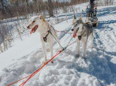 Aaslid Polar huskies susendal hattfjelldal helgeland norway