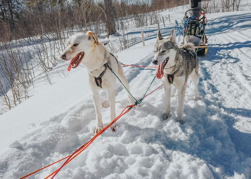 Aaslid Polar huskies susendal hattfjelldal helgeland norway