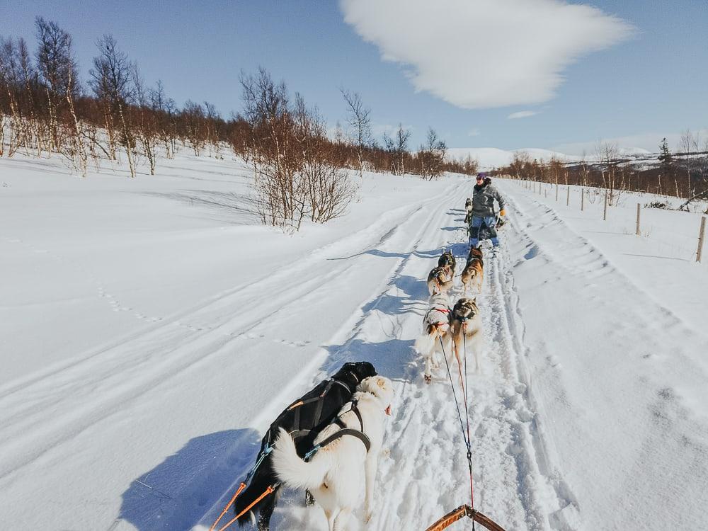 husky sledding with Aaslid Polar in susendal hattfjelldal helgeland norway