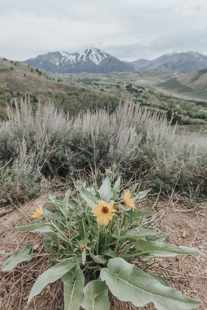 Proctor Mountain loop hike Ketchum Idaho