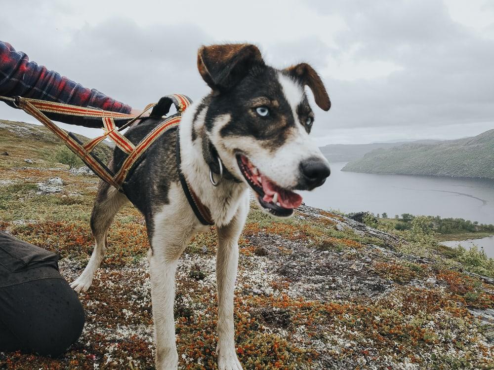 husky hike kirkenes snowhotel