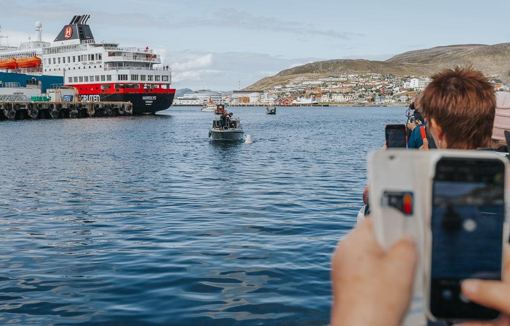 hvaldimir beluga whale in hammerfest harbor norway