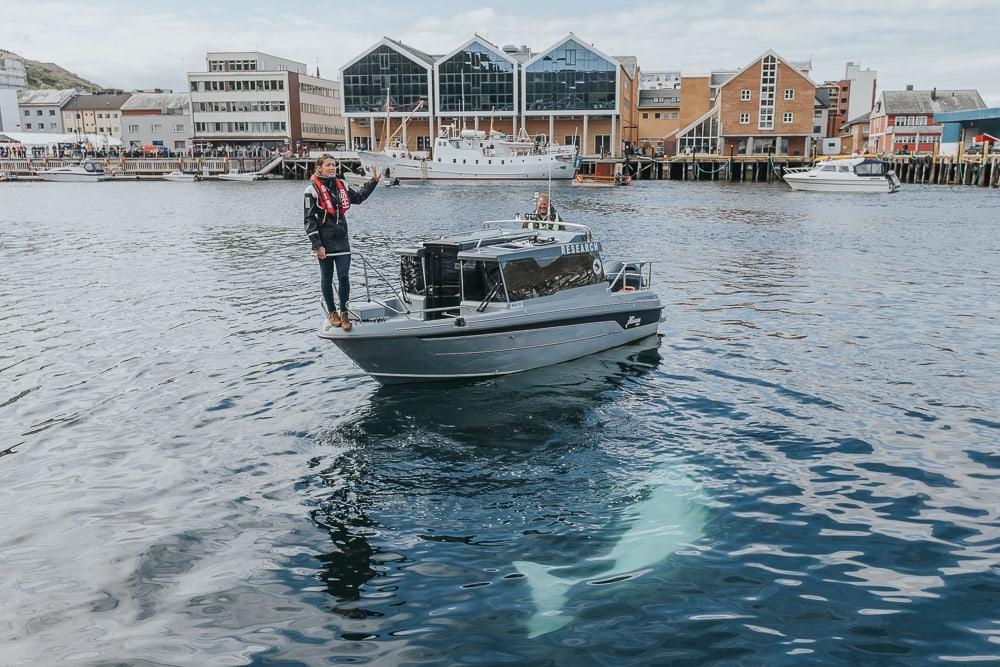 hvaldimir beluga whale in hammerfest harbor norway