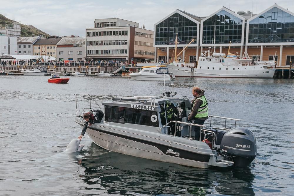 hvaldimir beluga whale in hammerfest harbor norway