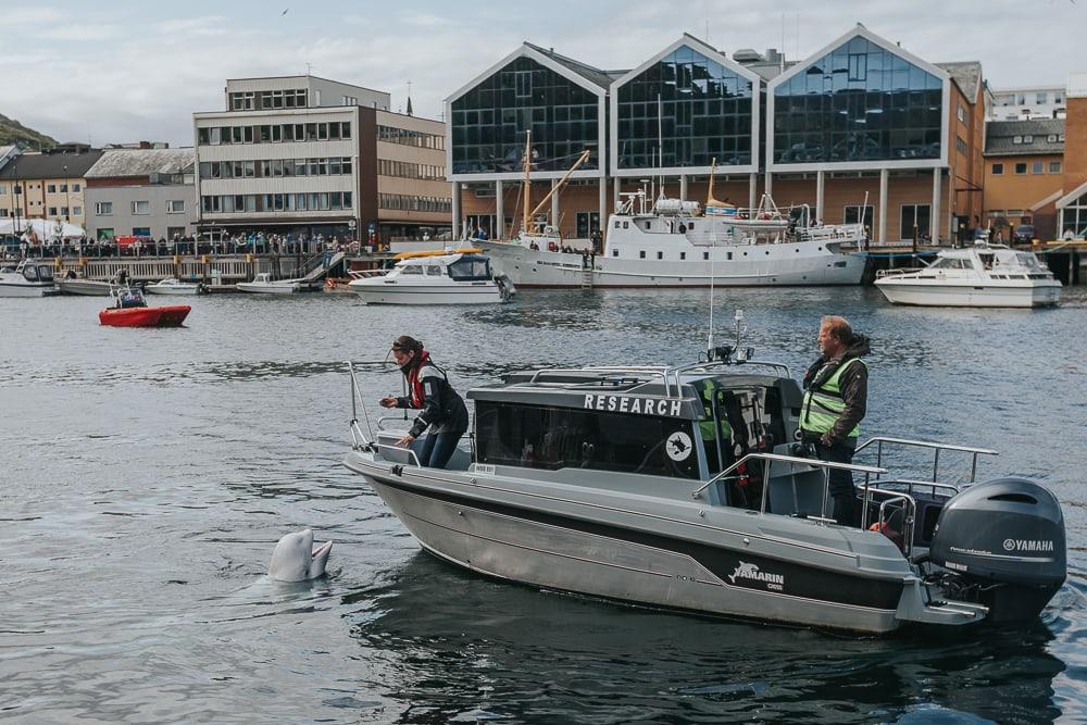 hvaldimir beluga whale in hammerfest harbor norway