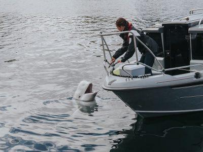 hvaldimir beluga whale in hammerfest harbor norway