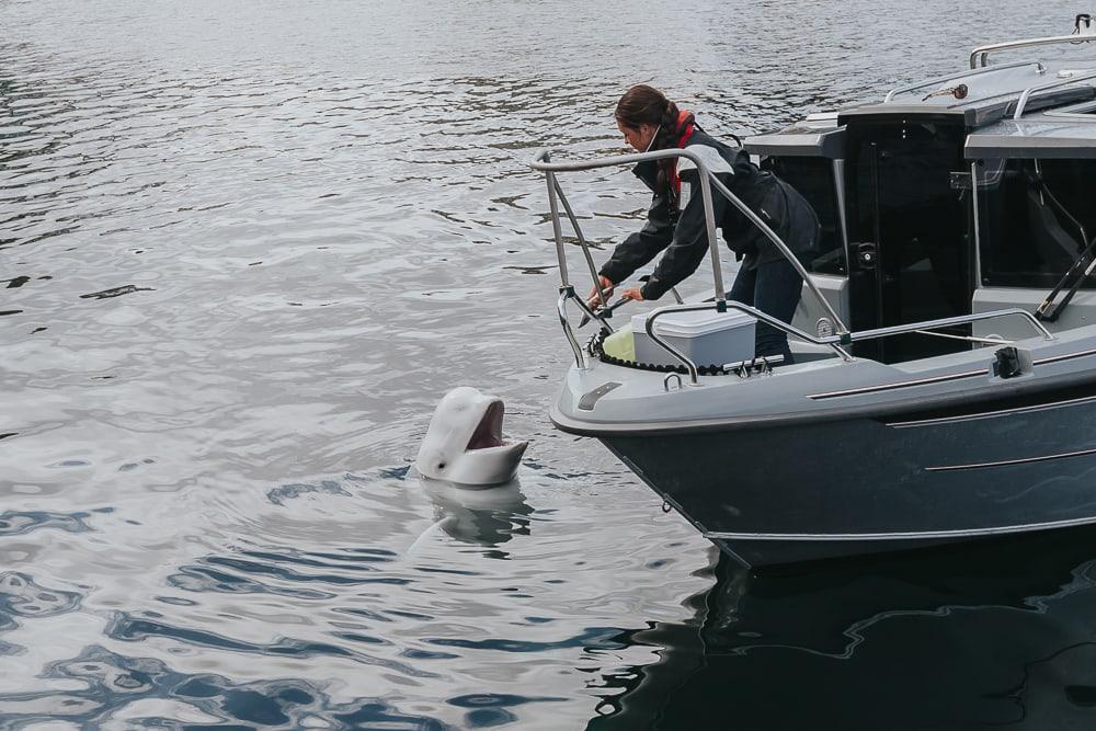 hvaldimir beluga whale in hammerfest harbor norway