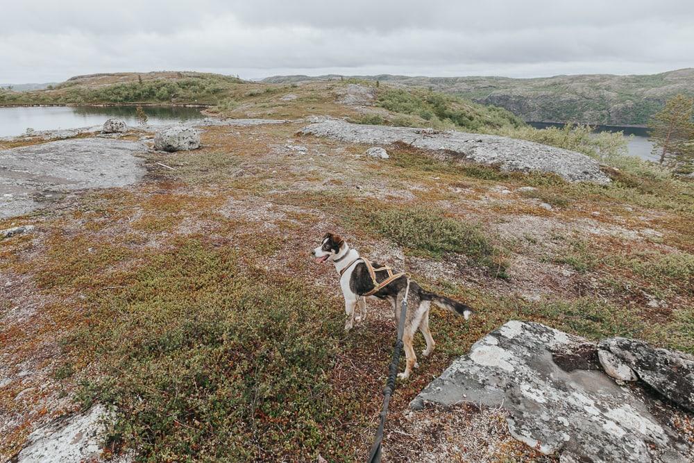 husky hike kirkenes snowhotel