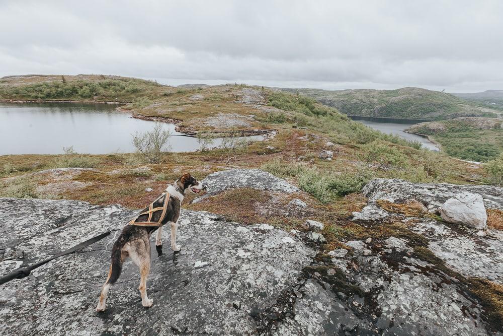 husky hike kirkenes snowhotel in summer