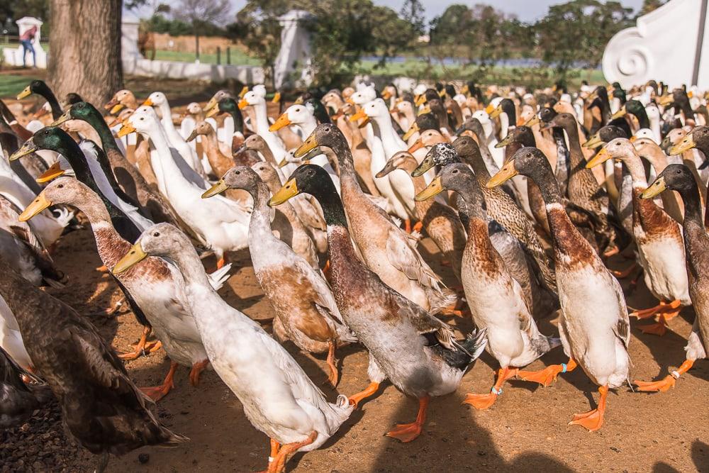 duck parade at Vergenoegd Löw Wine Estate Stellenbosch South Africa