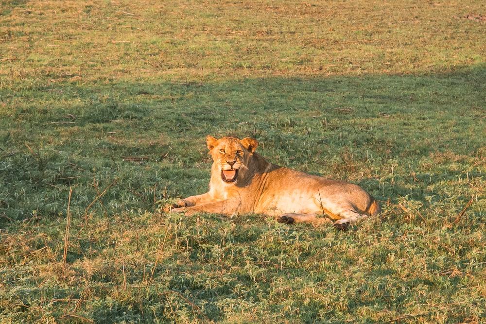 gorongosa national park safari lions mozambique