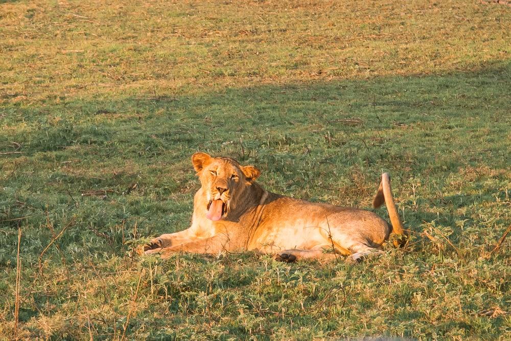 gorongosa national park safari lions mozambique