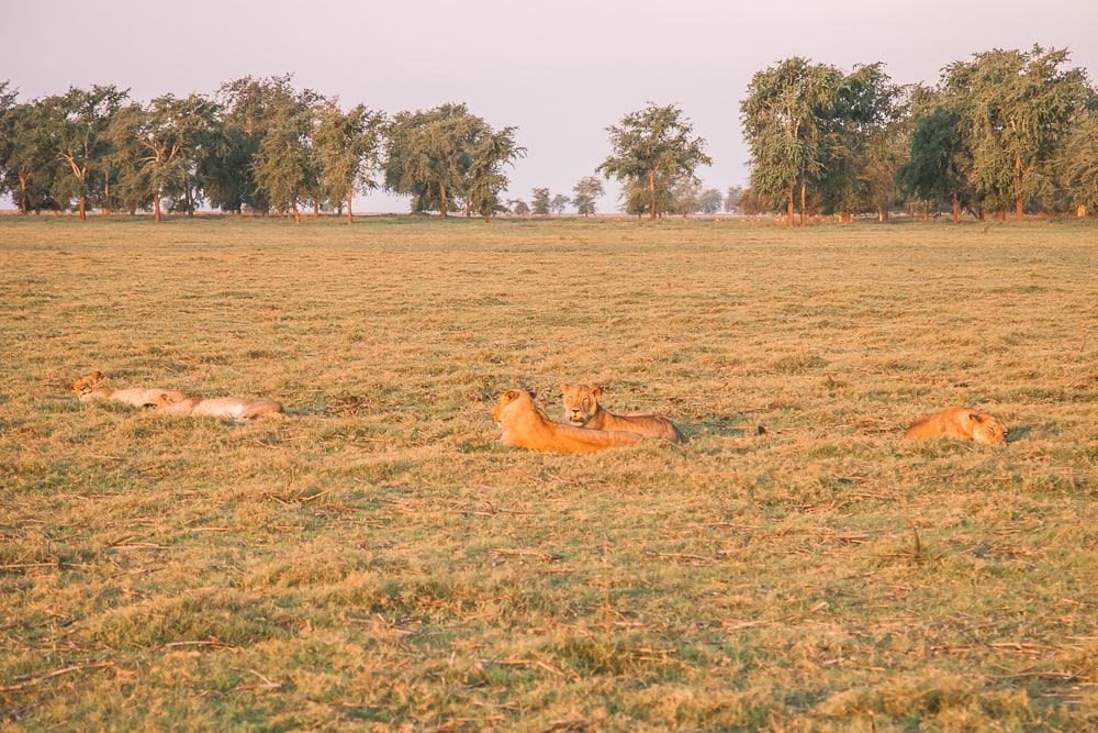 gorongosa national park safari lions mozambique