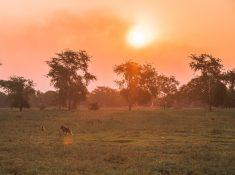 gorongosa national park safari mozambique