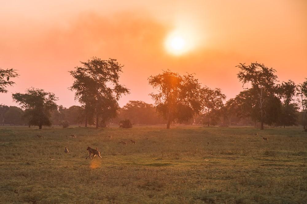 gorongosa national park safari mozambique