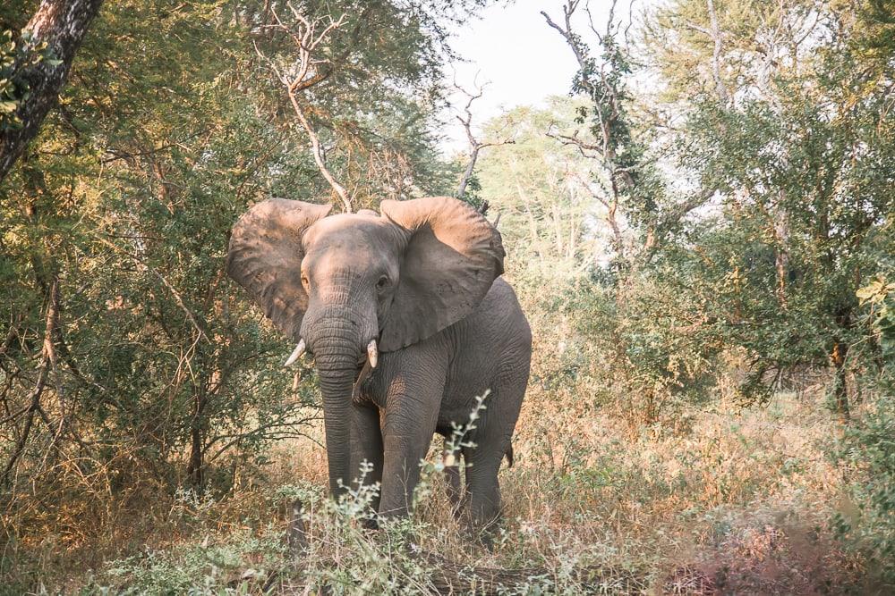 gorongosa national park safari elephants mozambique