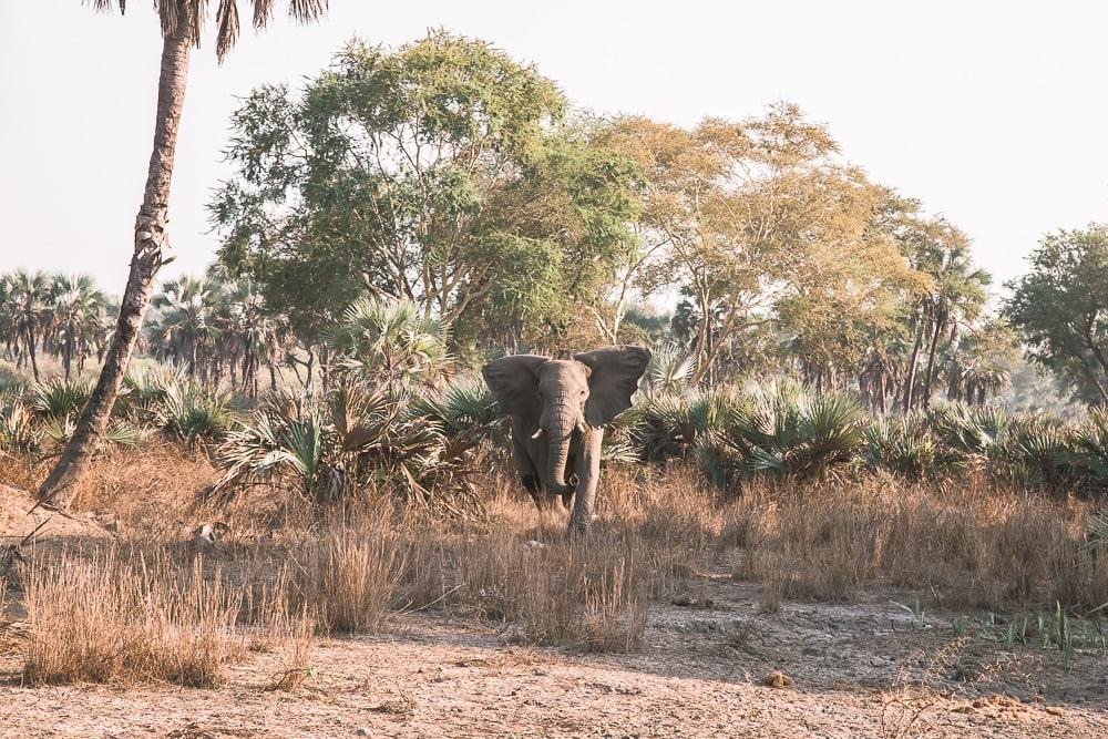 gorongosa national park safari elephants mozambique