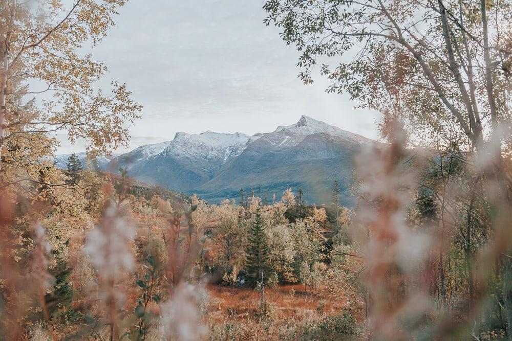 fall colors in Helgeland, Norway