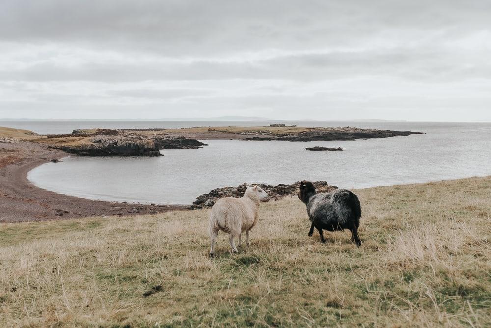 Eshaness sheep on a beach in shetland