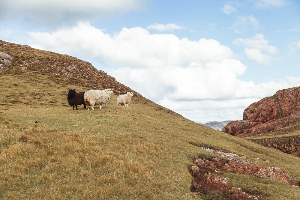 wooly sheep in shetland