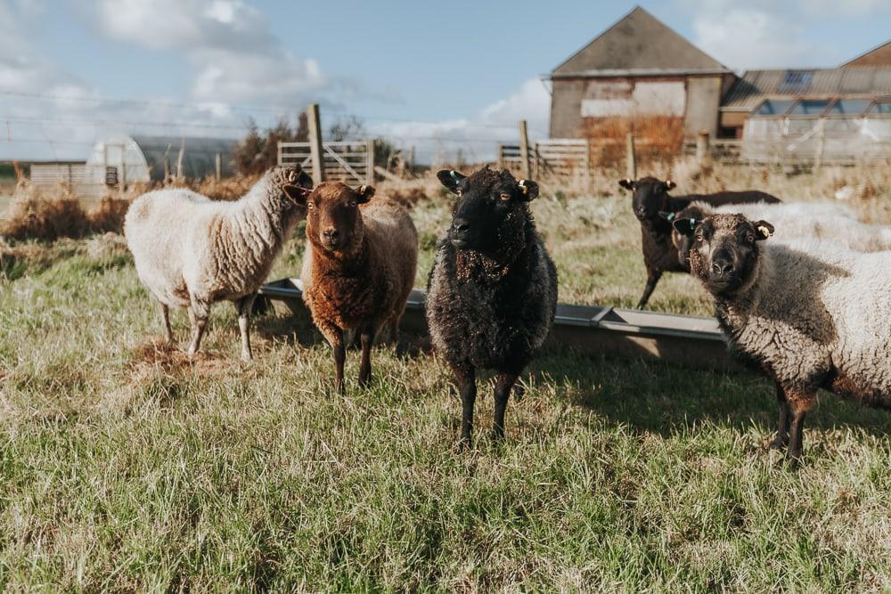 wooly sheep in shetland