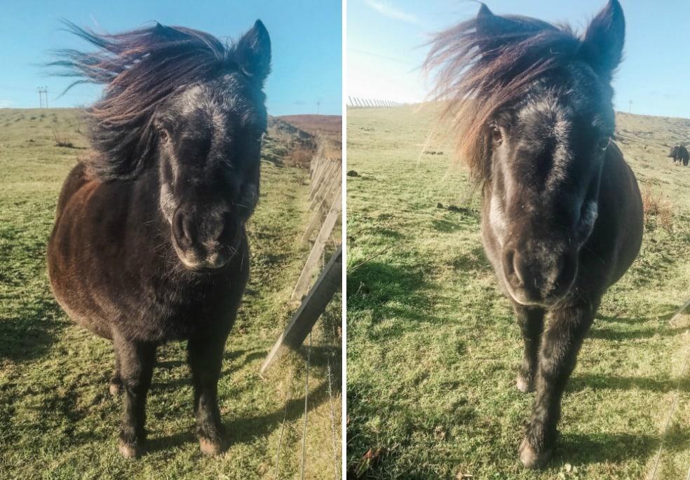 shetland ponies