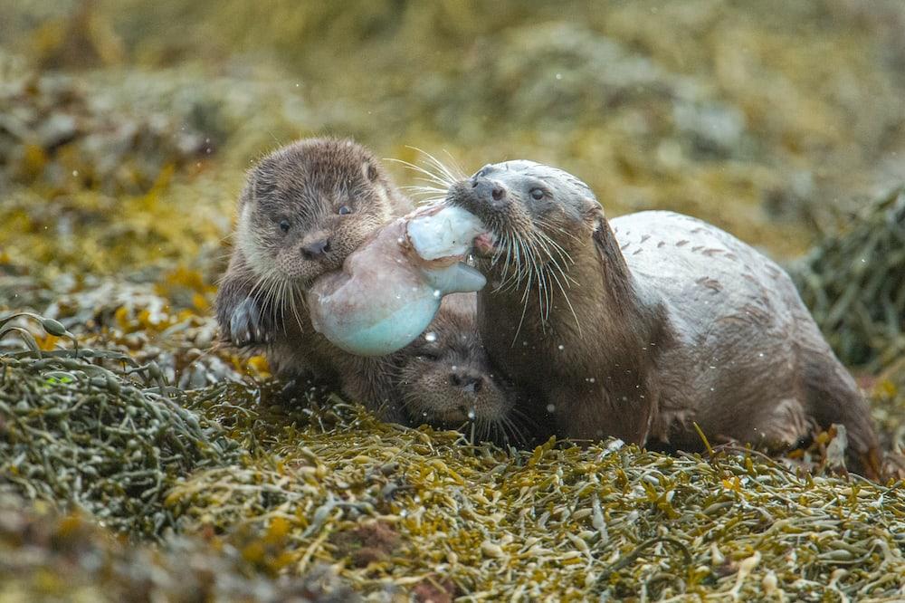 otter photographed by Richard Shucksmith of Shetland Photo Tours