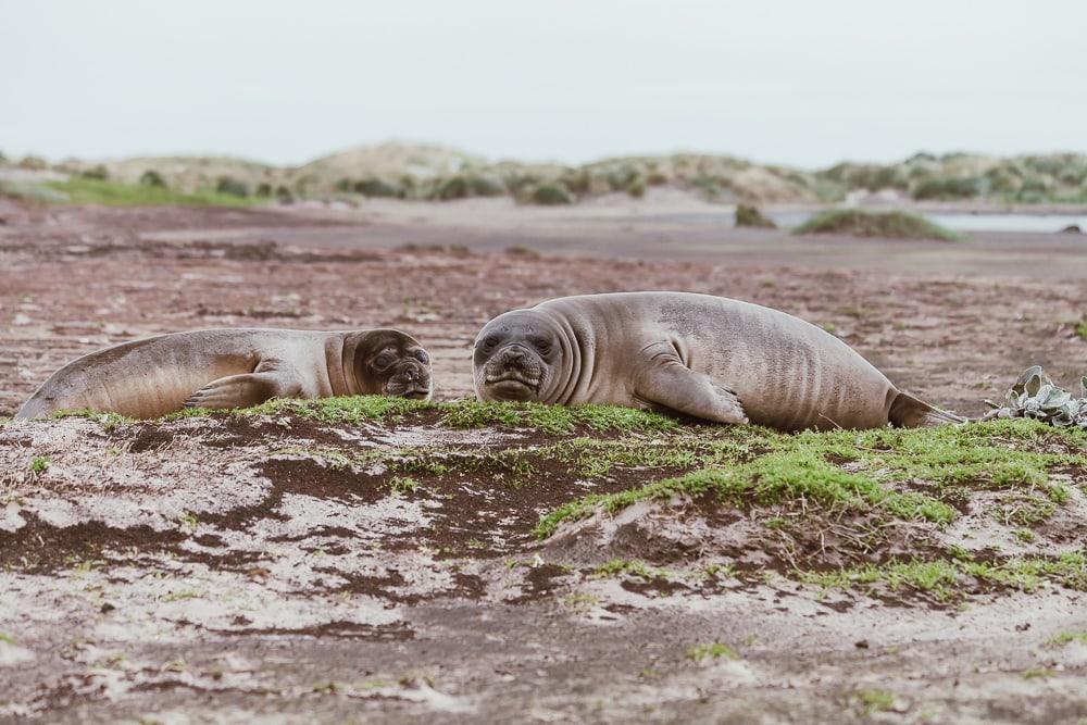 elephant seal pups sea lion island falklands