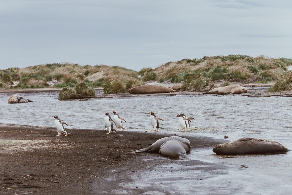 penguins and elephant seals sea lion island falklands