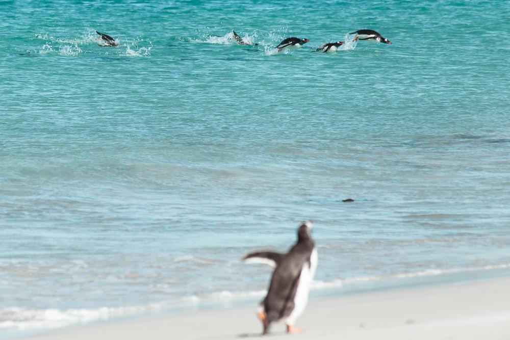 gentoo penguins bleaker island falkland islands