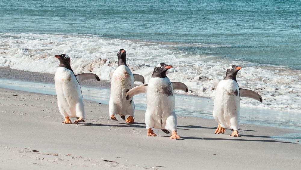 gentoo penguins bleaker island falkland islands