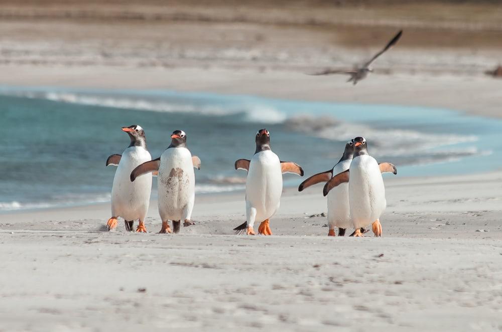 gentoo penguins bleaker island falkland islands