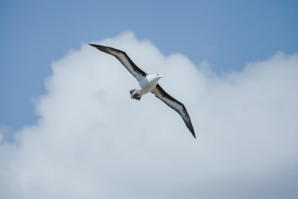 albatross west point falkland islands