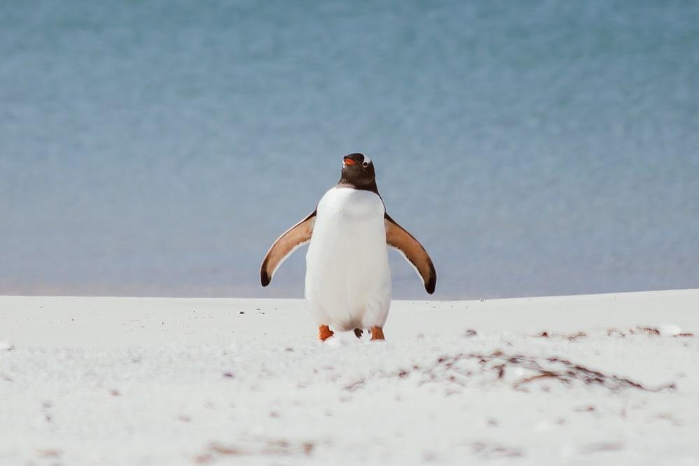 gentoo penguin carcass island falklands
