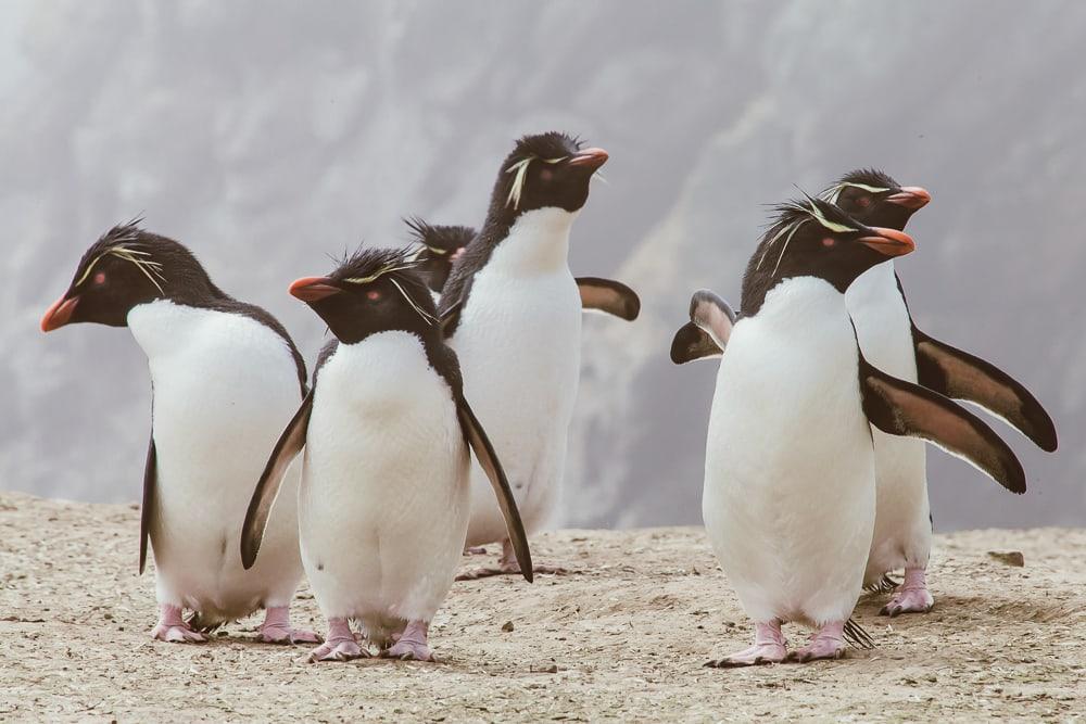 rockhopper penguins pebble island falklands