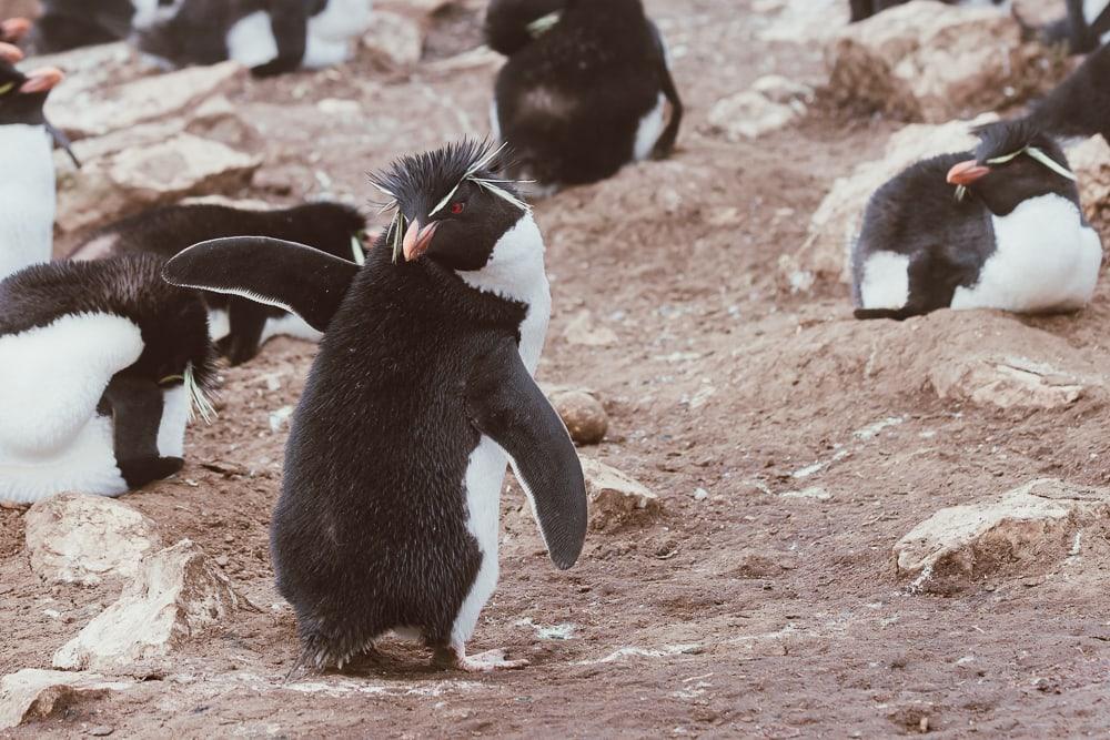 rockhopper penguins pebble island falklands