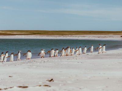 bleaker island falklands