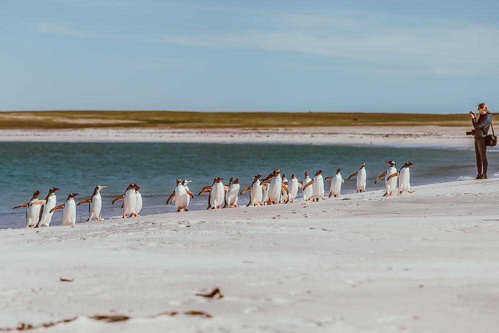 gentoo penguins bleaker island falkland islands