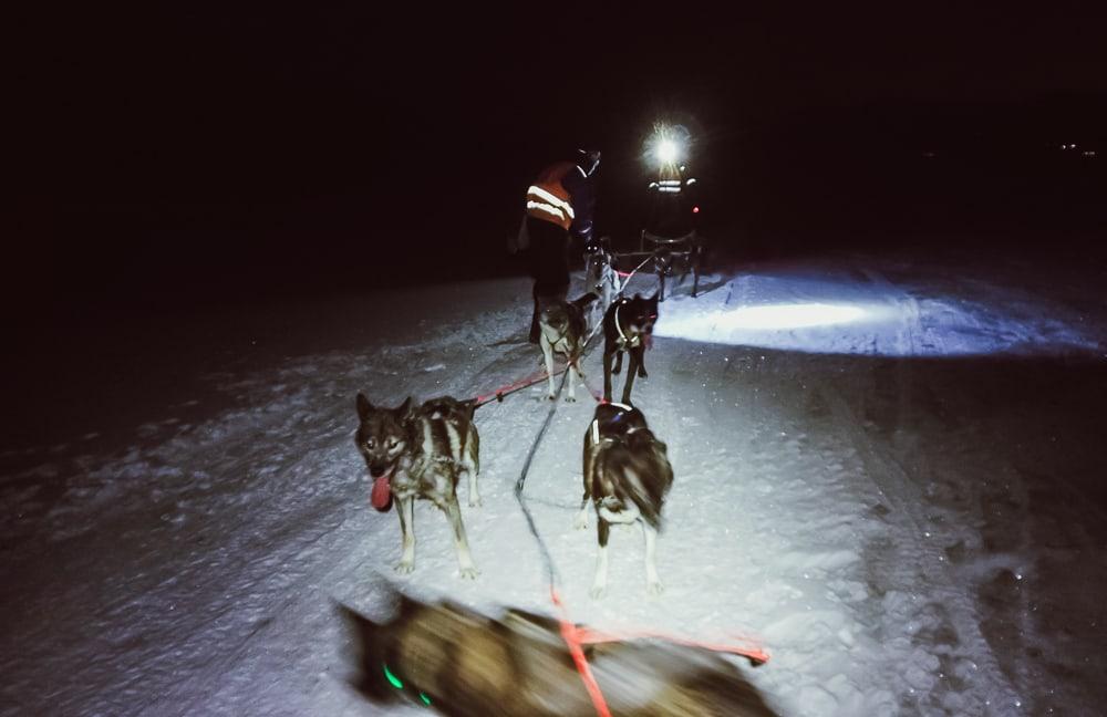 husky sledding svalbard