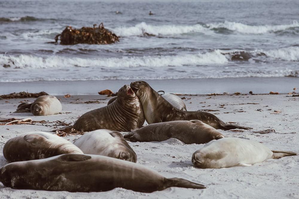 elephant seals sea lion island falklands