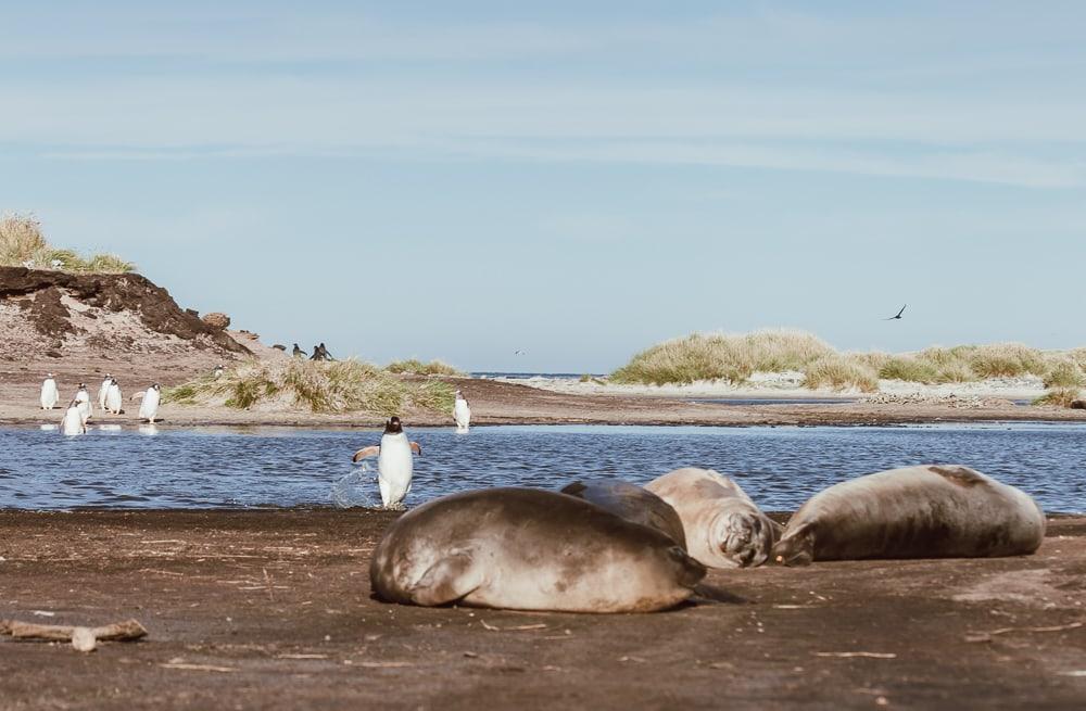 penguins and elephant seals sea lion island falklands