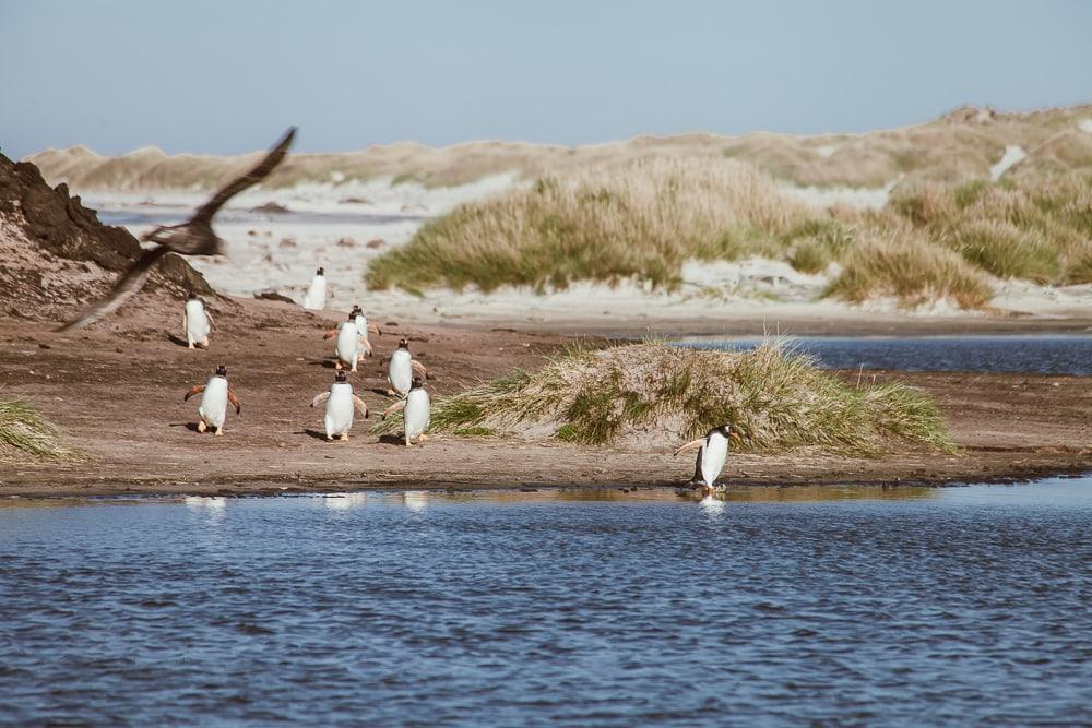 penguins sea lion island falklands