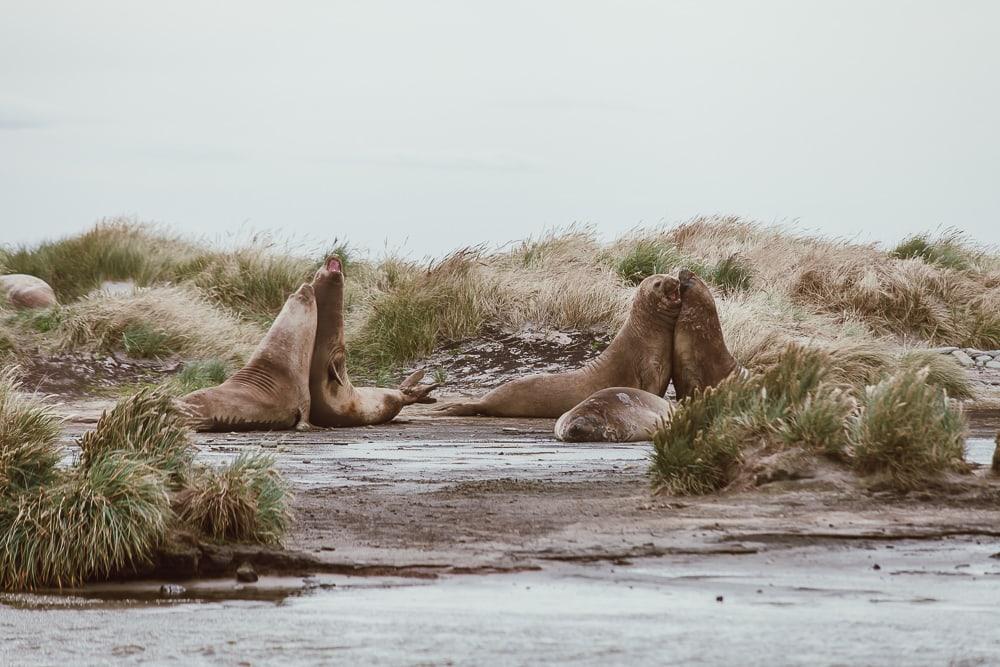 elephant seals sea lion island falklands