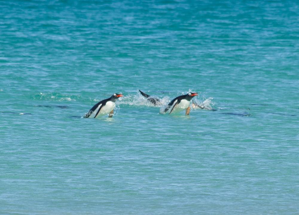 gentoo penguins bleaker island falkland islands