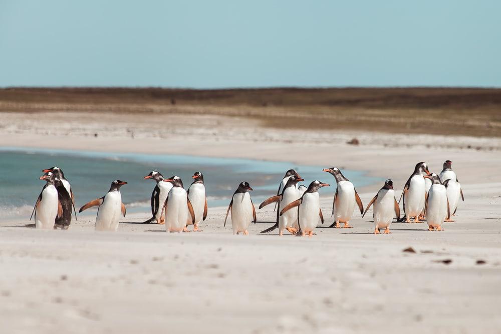 gentoo penguins bleaker island falkland islands