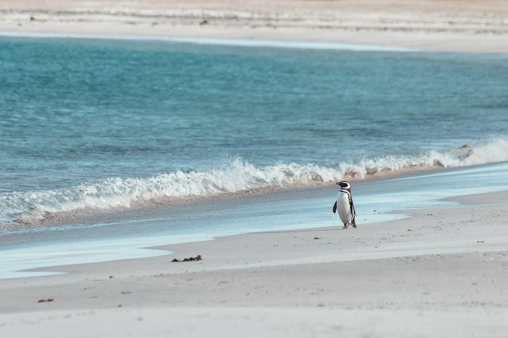 magellanic penguin bleaker island falklands