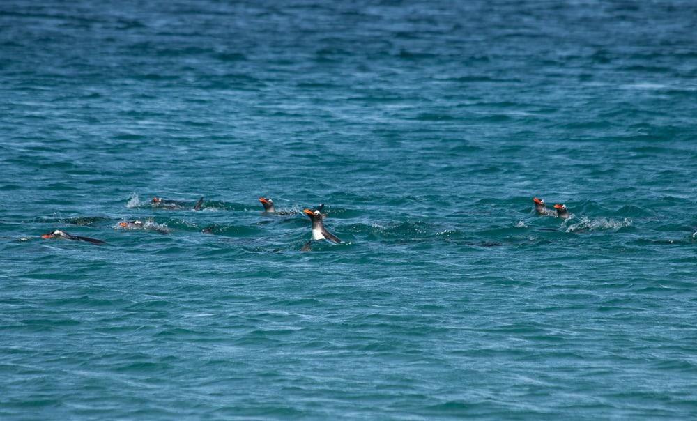 surfing penguins bleaker island falkland islands